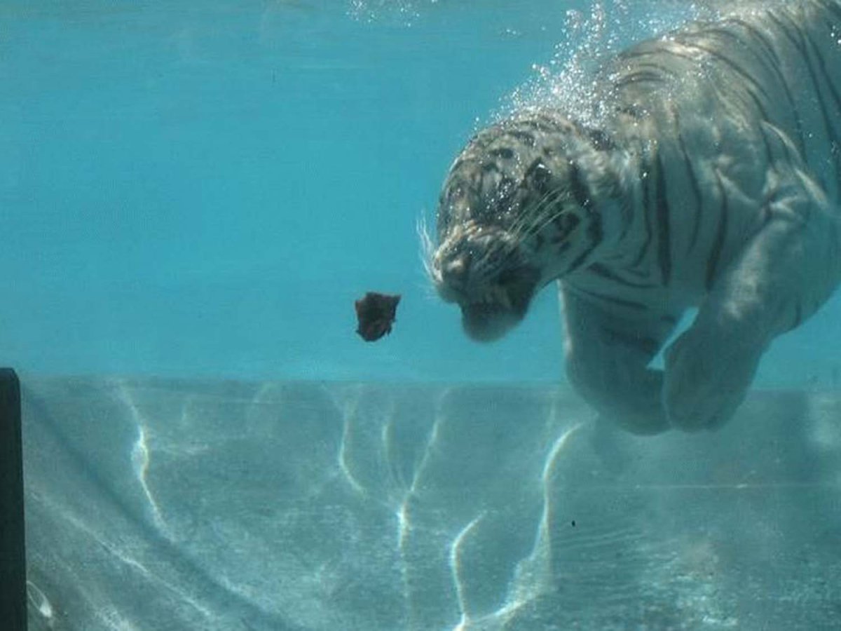 Тигр охотится под водой