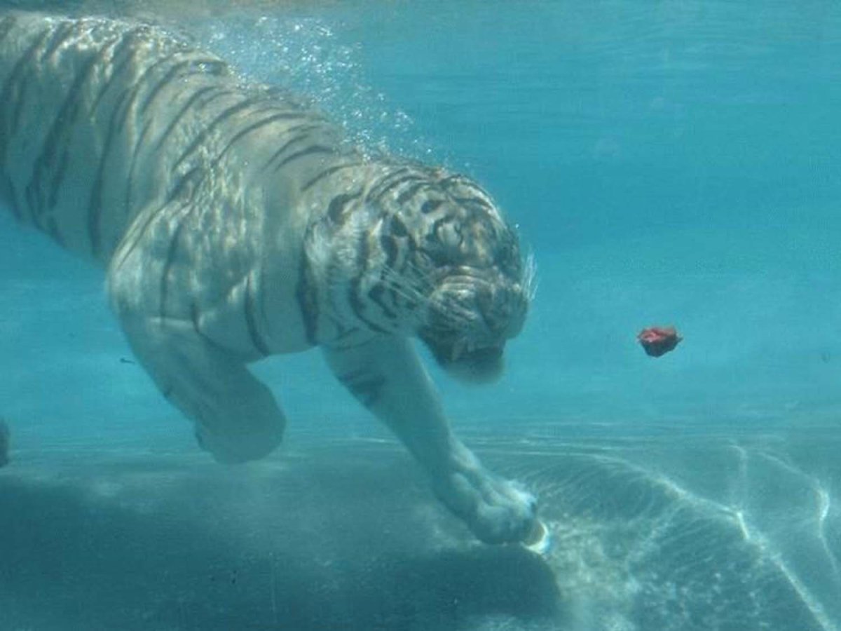 Тигр плывет под водой