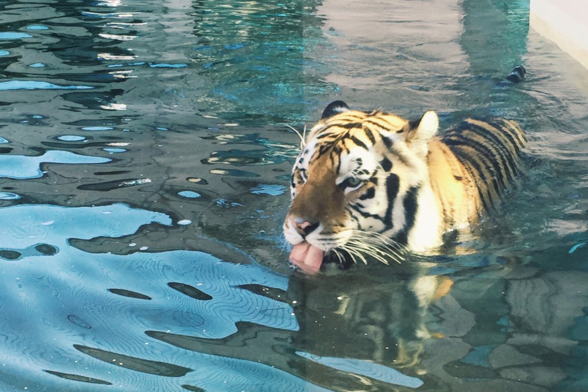 Тигр купается