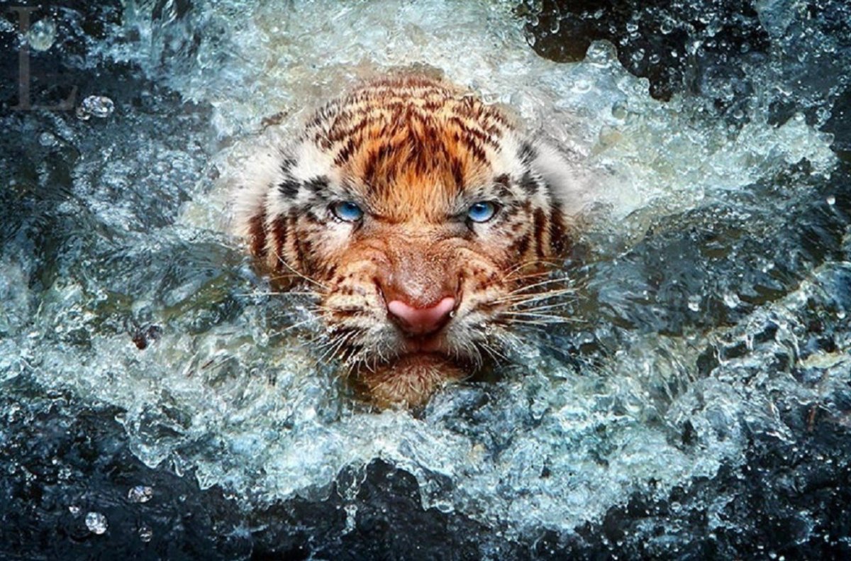 Тигр из воды