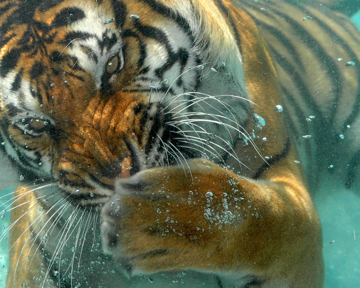 Тигр под кондиционером