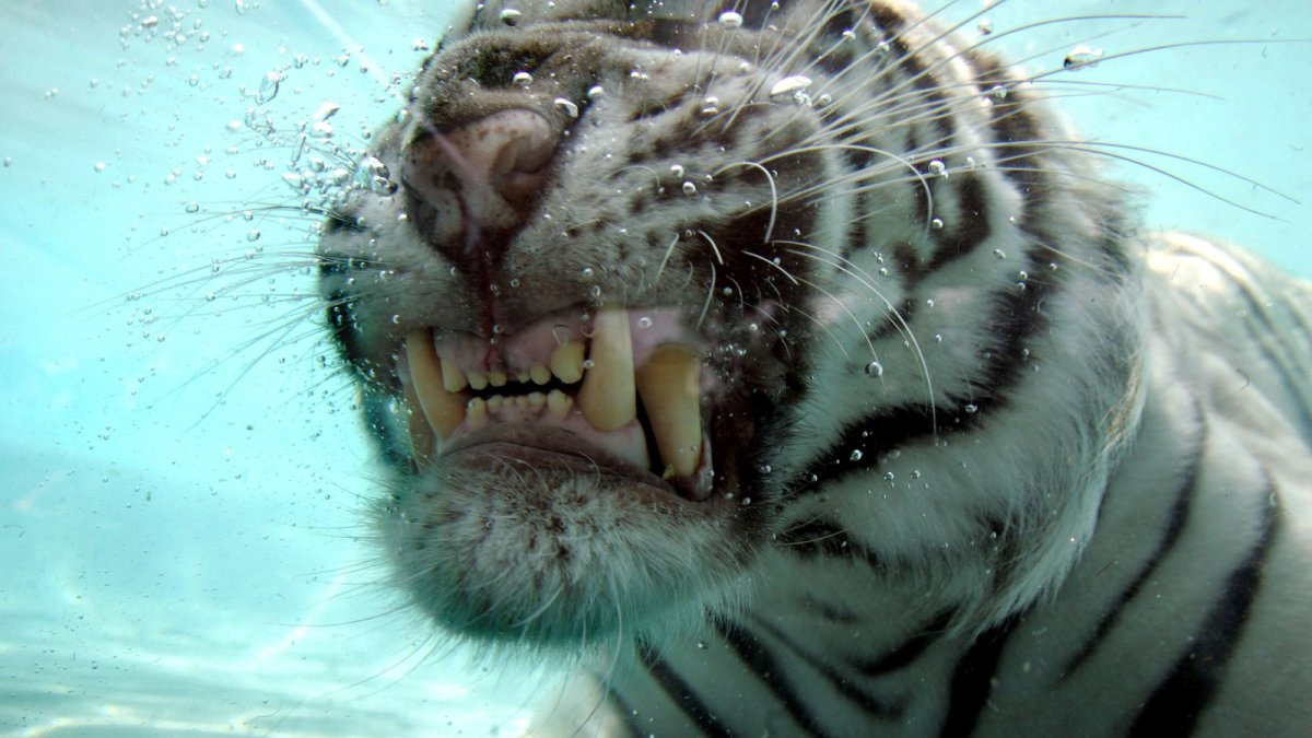 Морской тигр