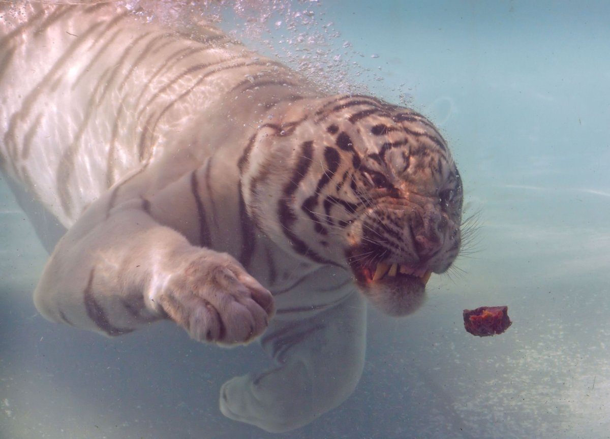 Тигр в воде