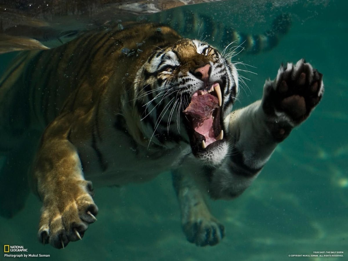 Хищники в воде