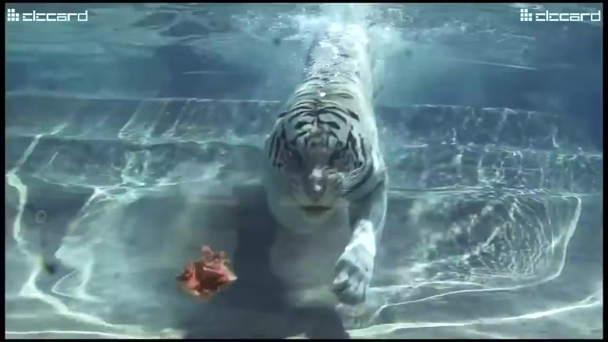 Белый тигр 1995