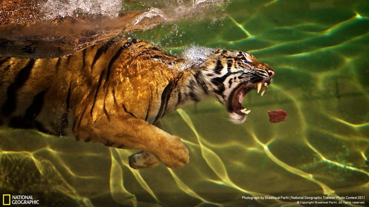 Тигр нат Гео вайлд