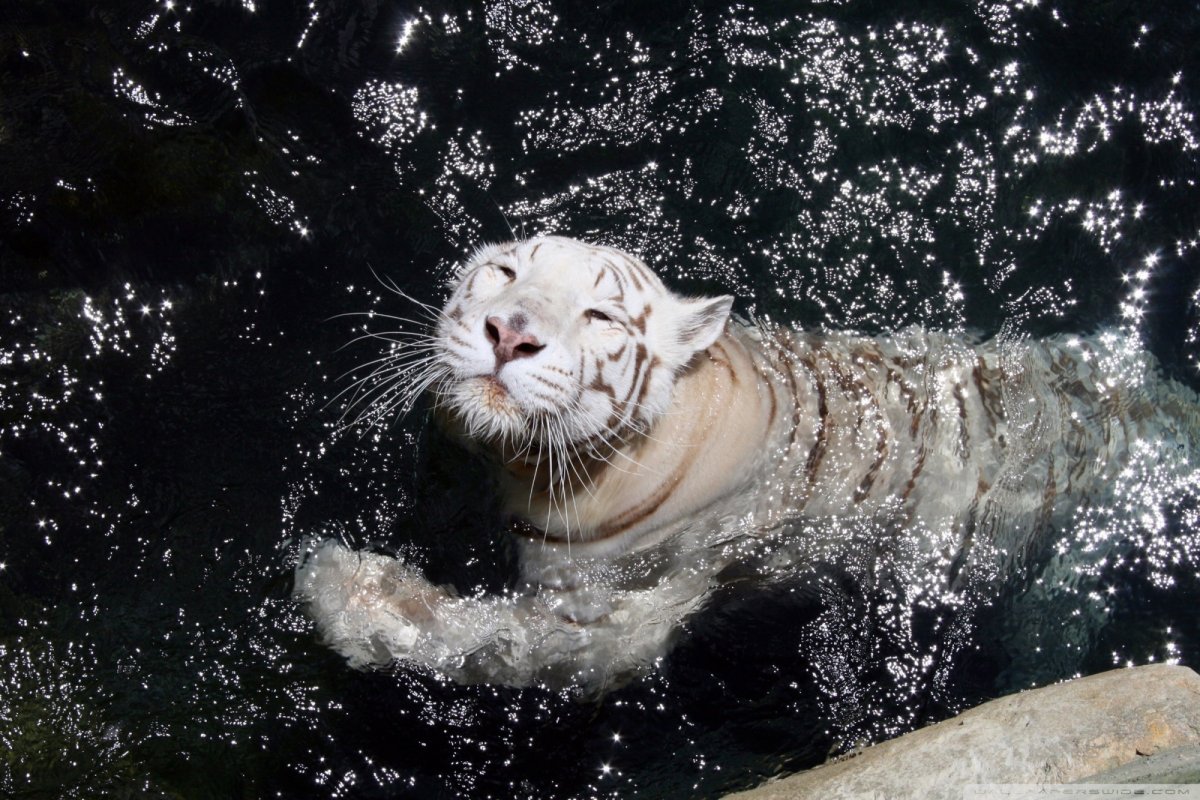 Белый тигр под водой