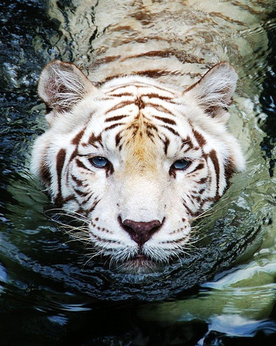 Тигр в воде