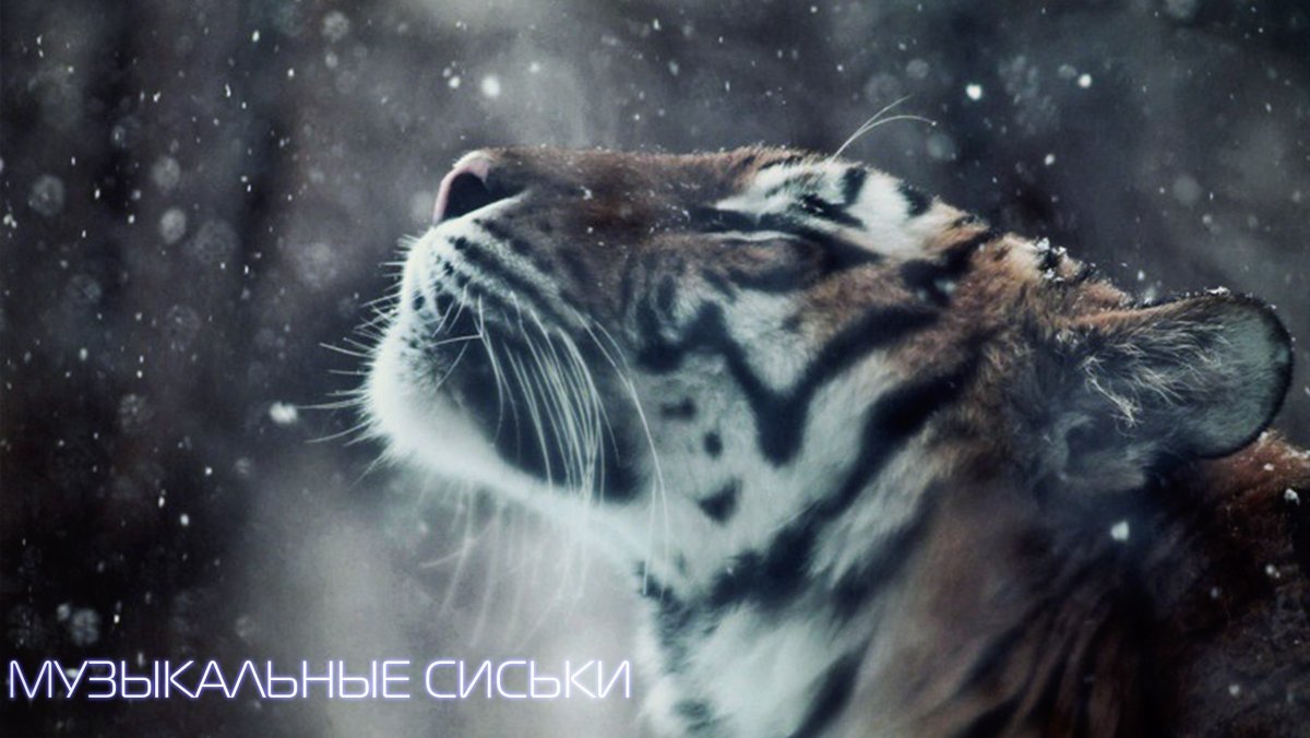 Тигр в болоте