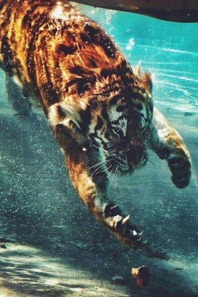 Жизнь пи тигр