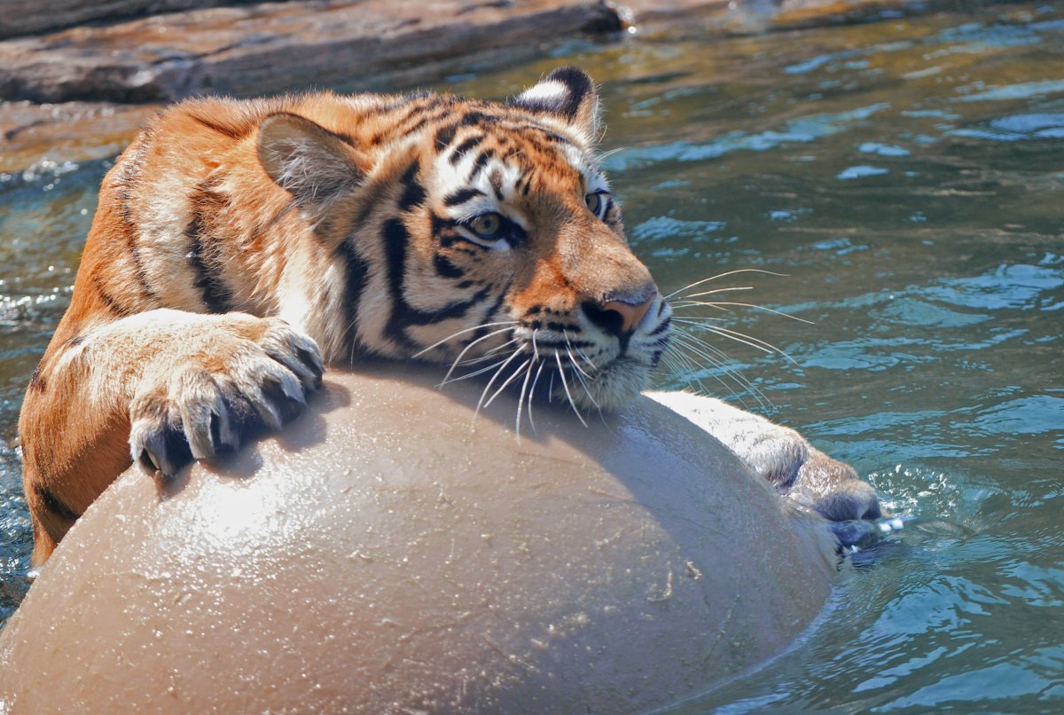 Амурский тигр плавает