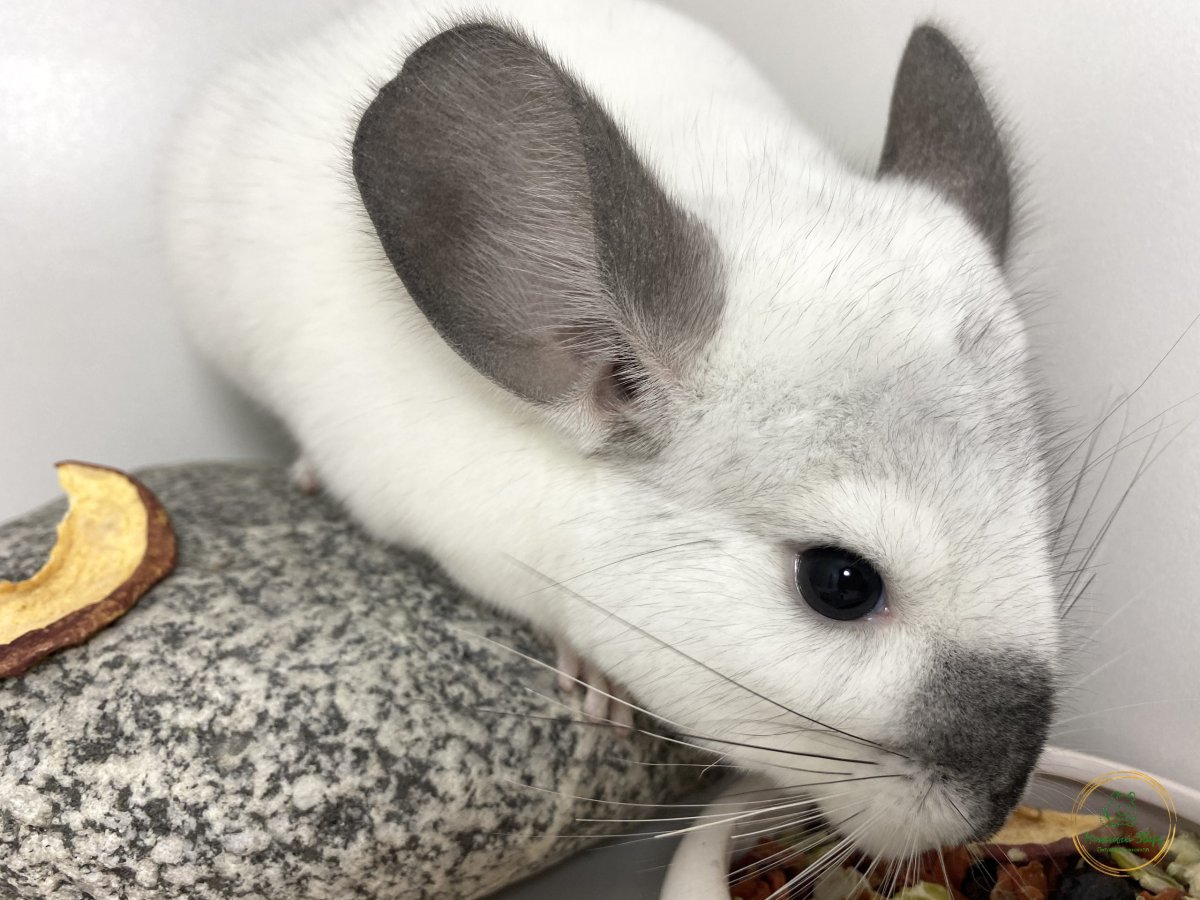 Шиншилла серая