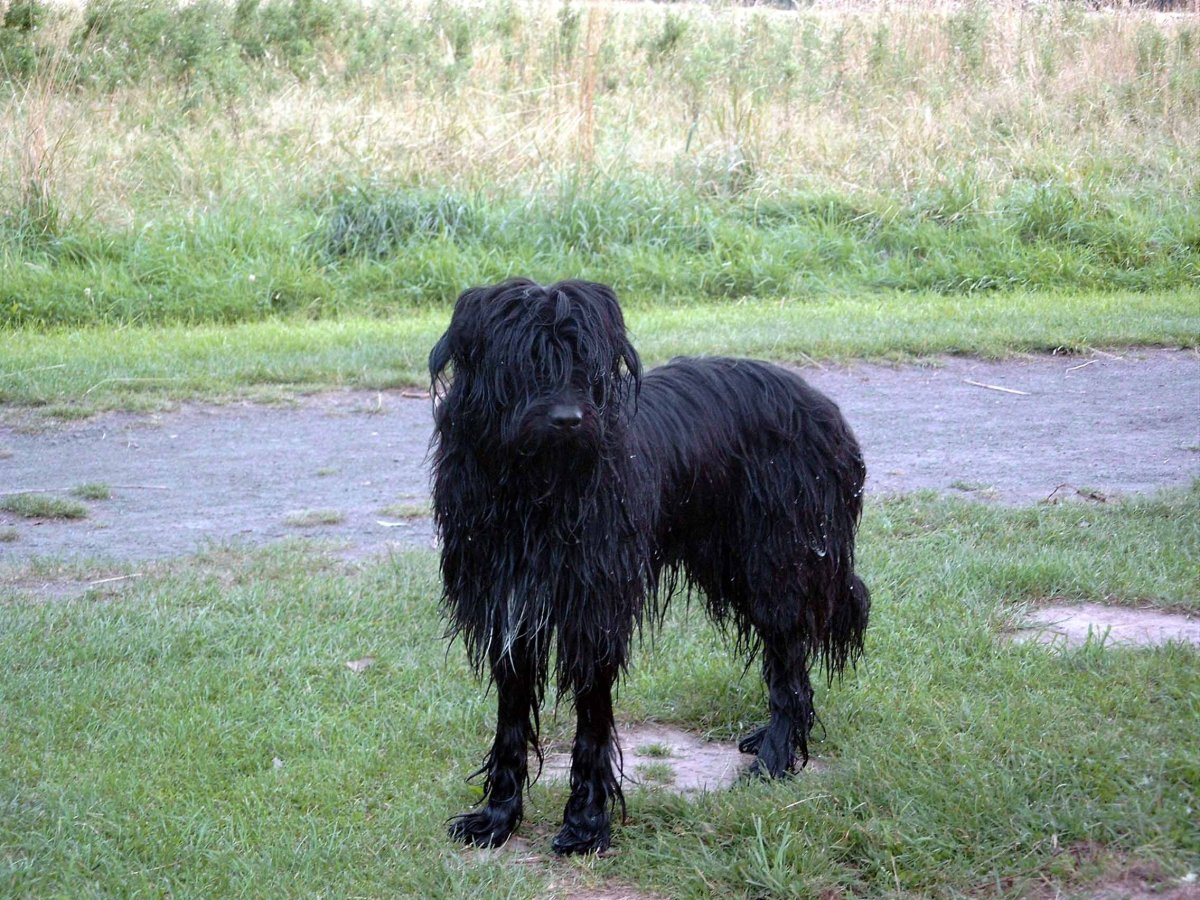 Порода Валлер