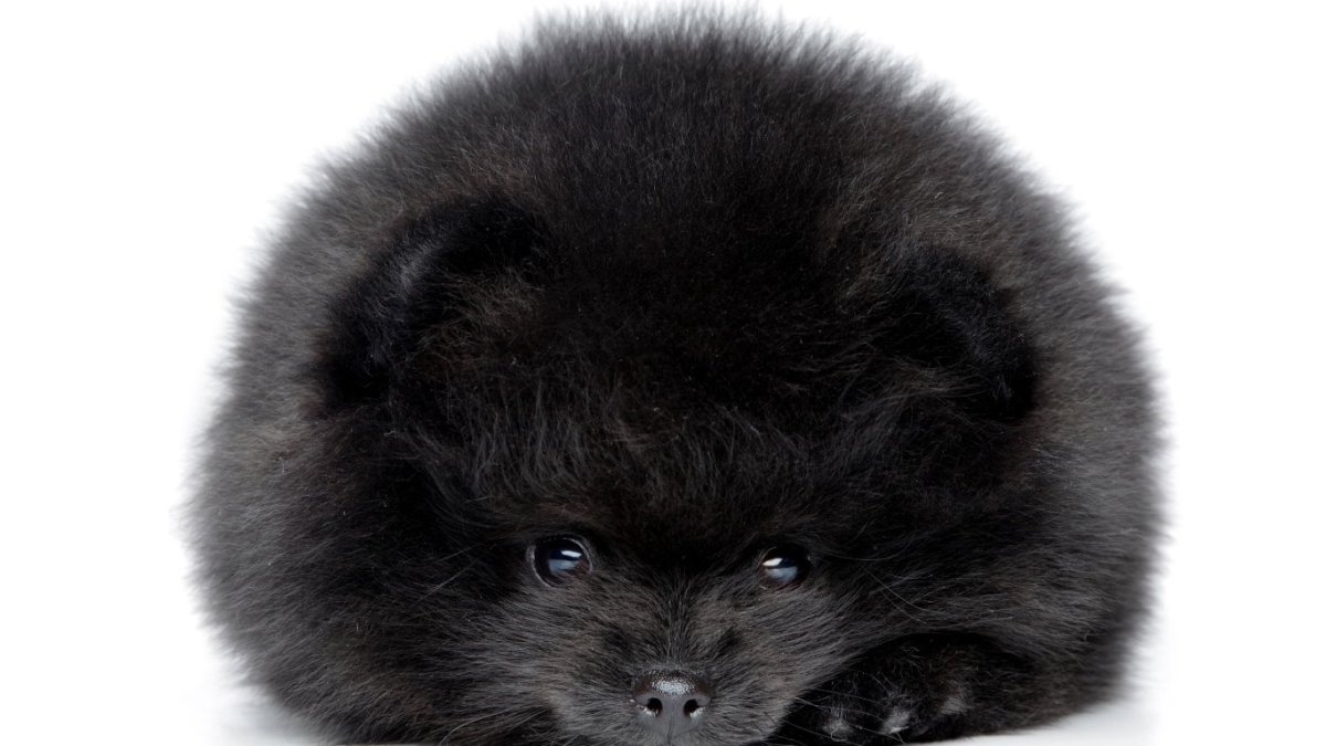 Шпиц чёрный щенок