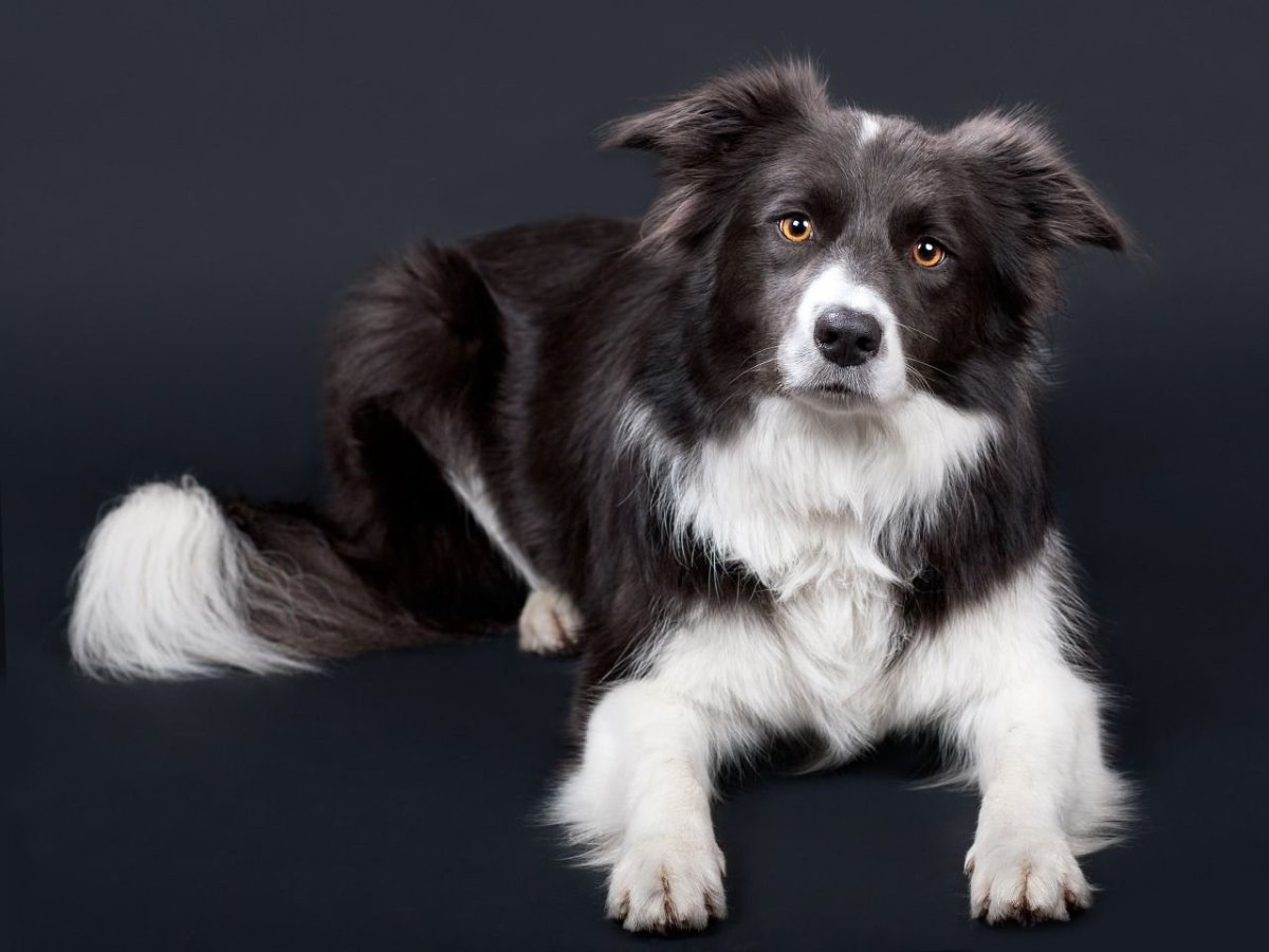 Бордер колли черный