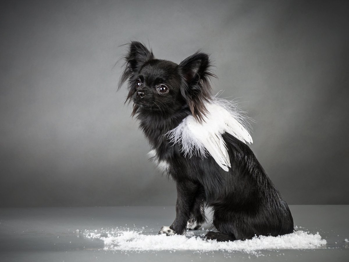 Чихуахуа кобби длинношерстный