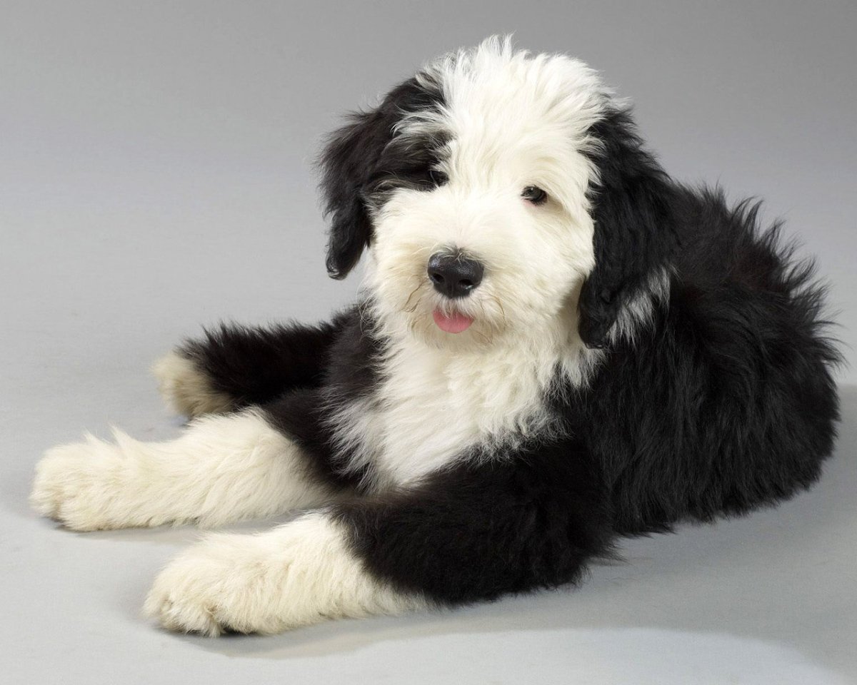 Бобтейл черный собака