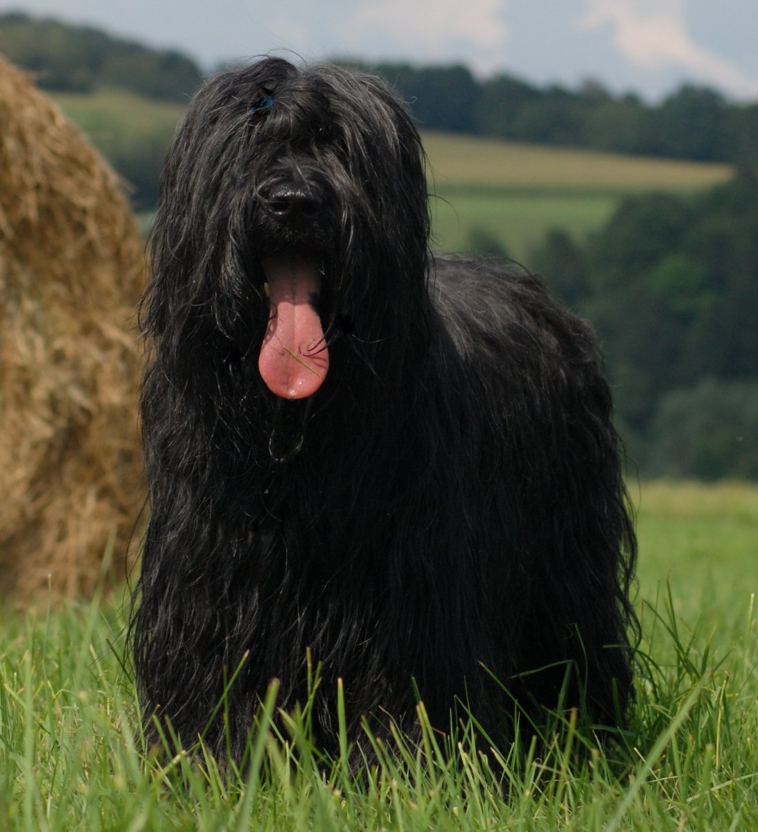 Бриар терьер