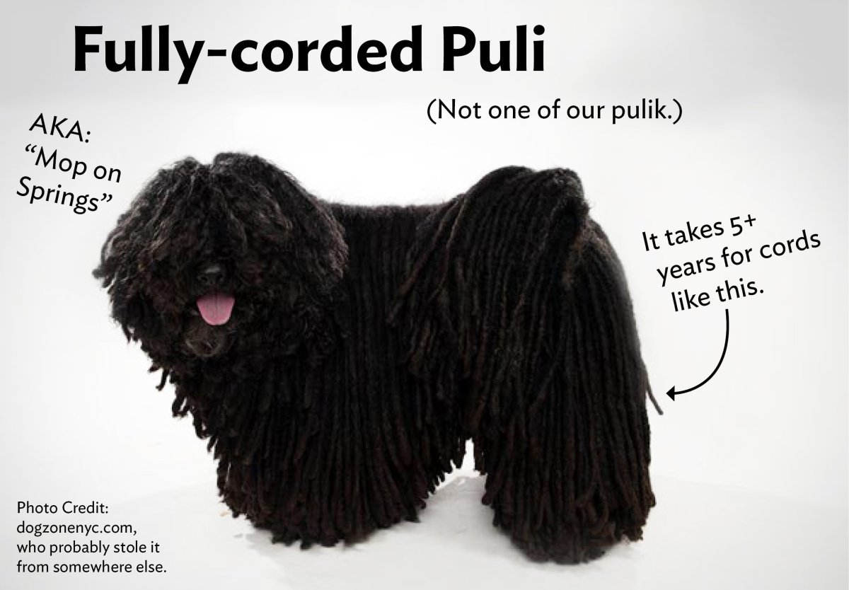 Пули порода собак