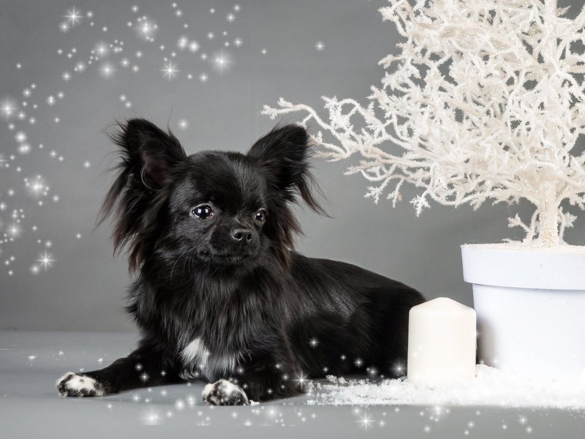 Чихуахуа длинношерстный черный