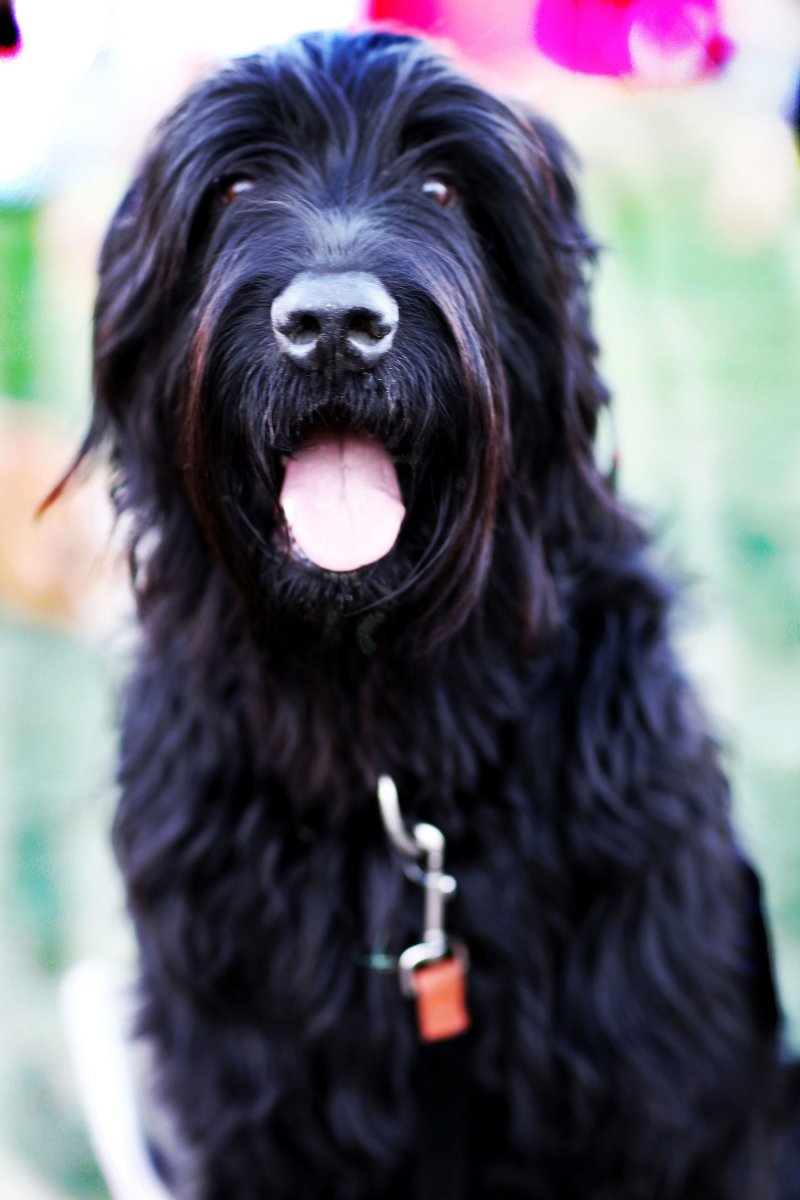 Блэк терьер