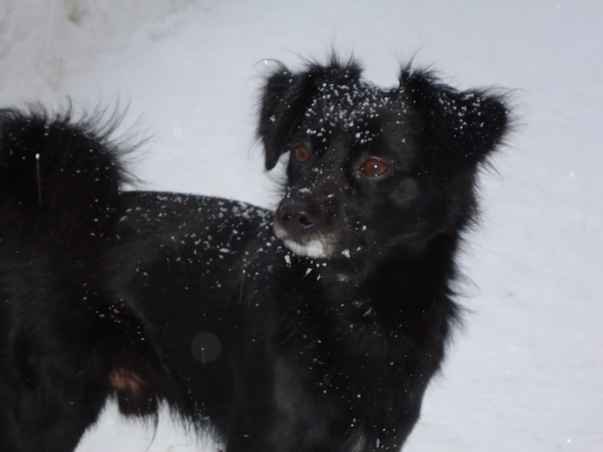 Черная пушистая дворняжка