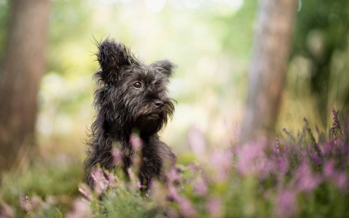 Аффенпинчер светлый