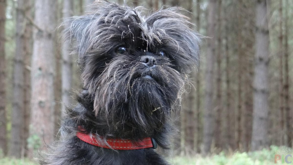 Аффен терьер