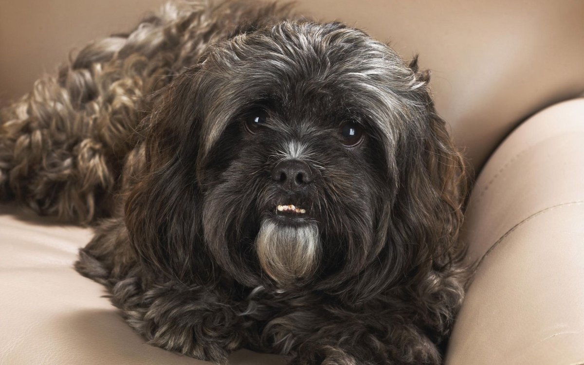 Ши тцу черный