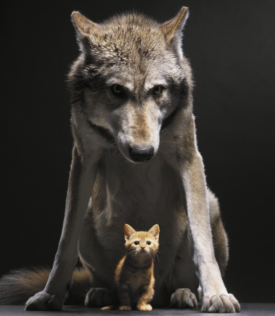 Злые животные