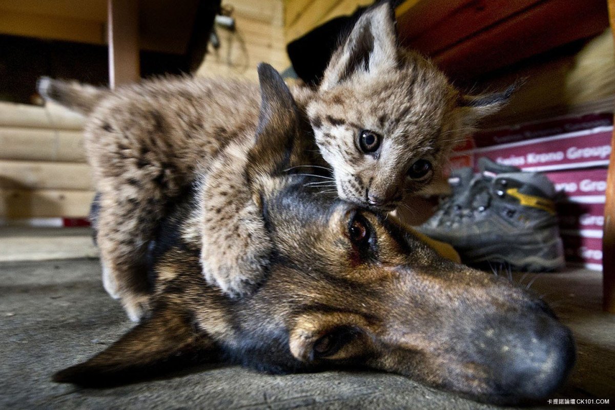 Кот и Волчонок