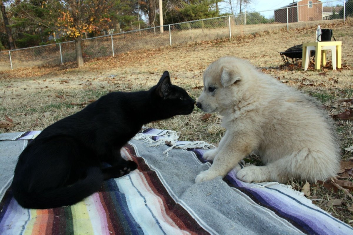 Волк и кот Дружба