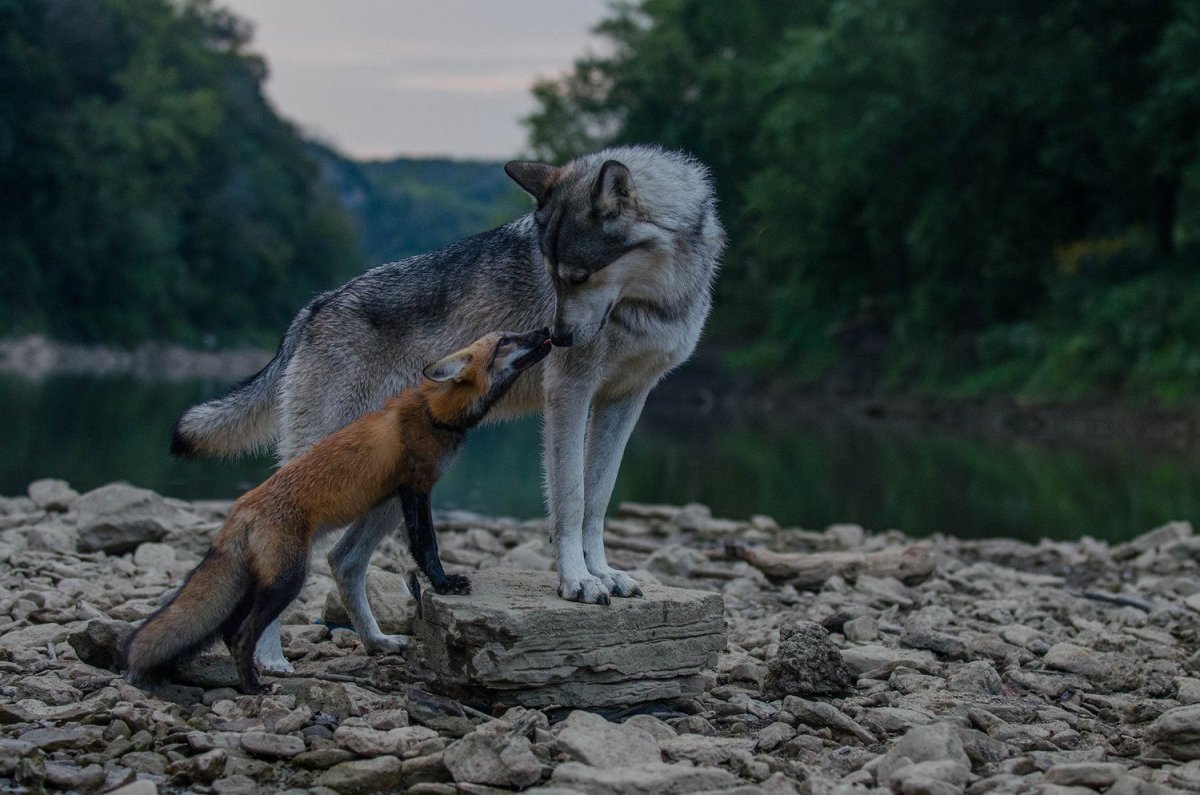 Лиса и волк вместе