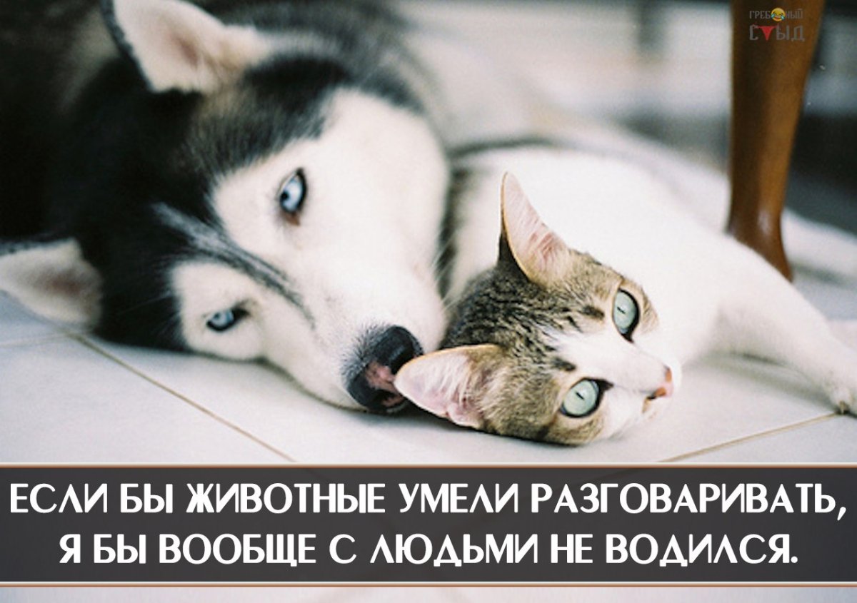 Хаски обнимает кота