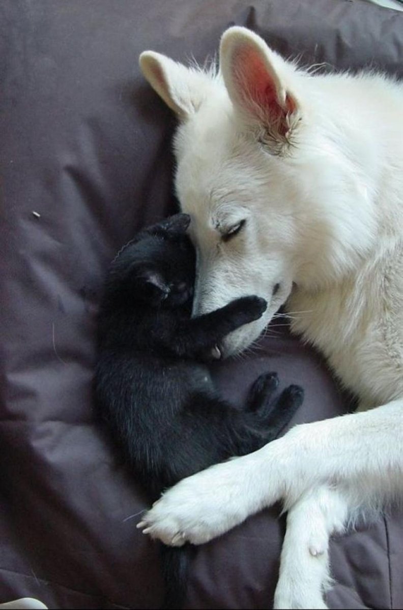 Волк и кошка