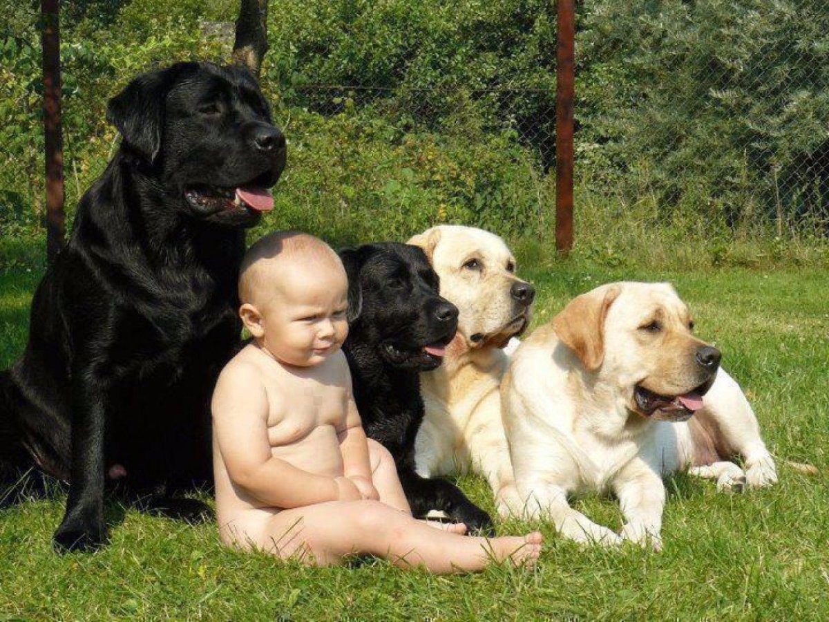 Русские мама собаками. Лабрадор и дети. Малыш лабрадор. Лабрадор ретривер с детьми. Семья с собакой.