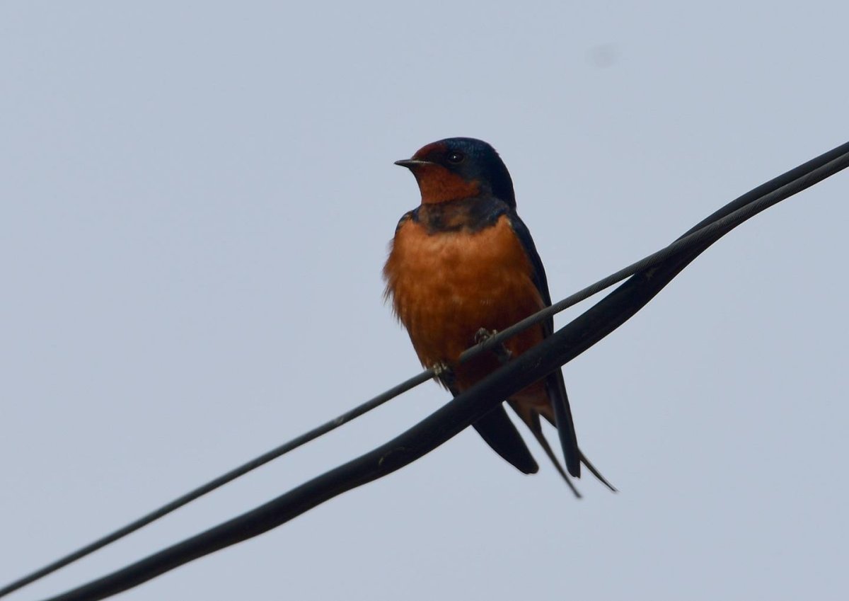 Petroica rodinogaster