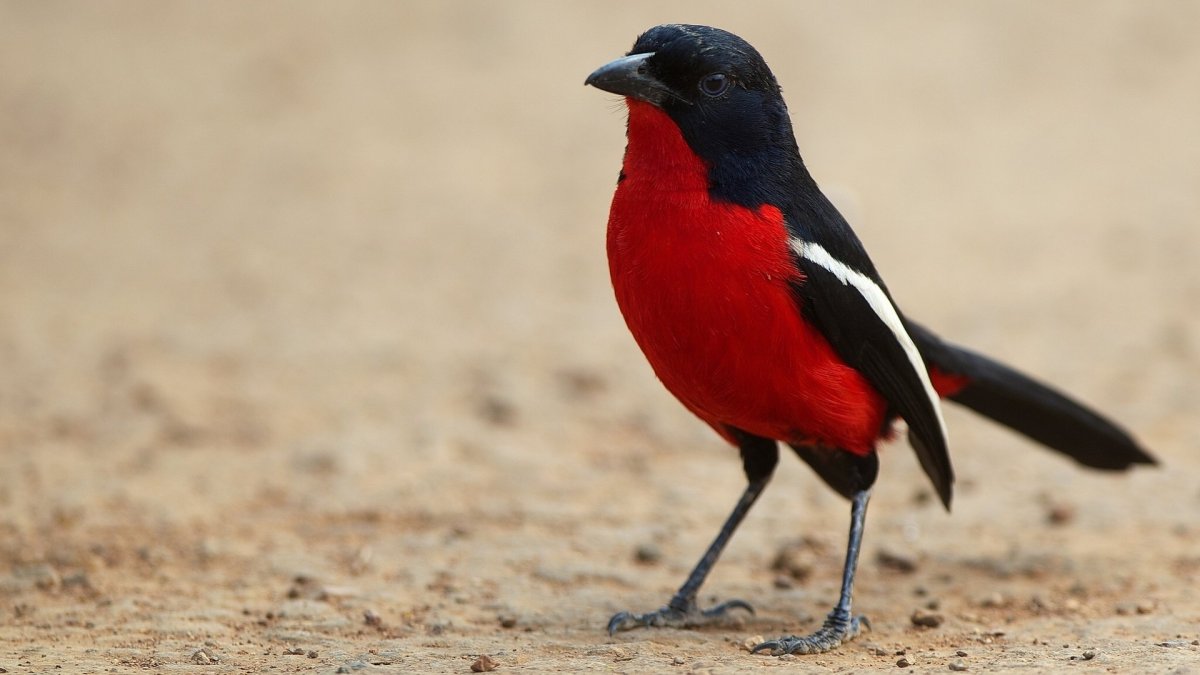 Красногрудый Кардинал птица