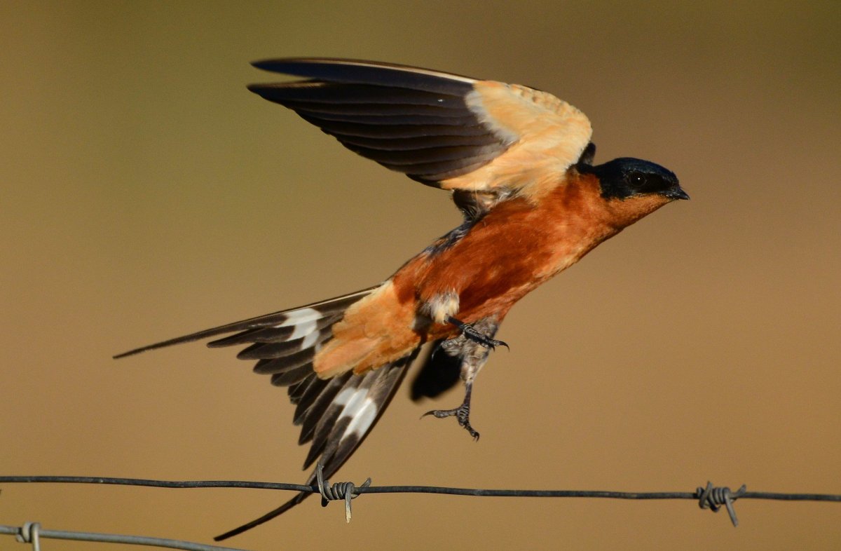 Поползень с красной грудкой