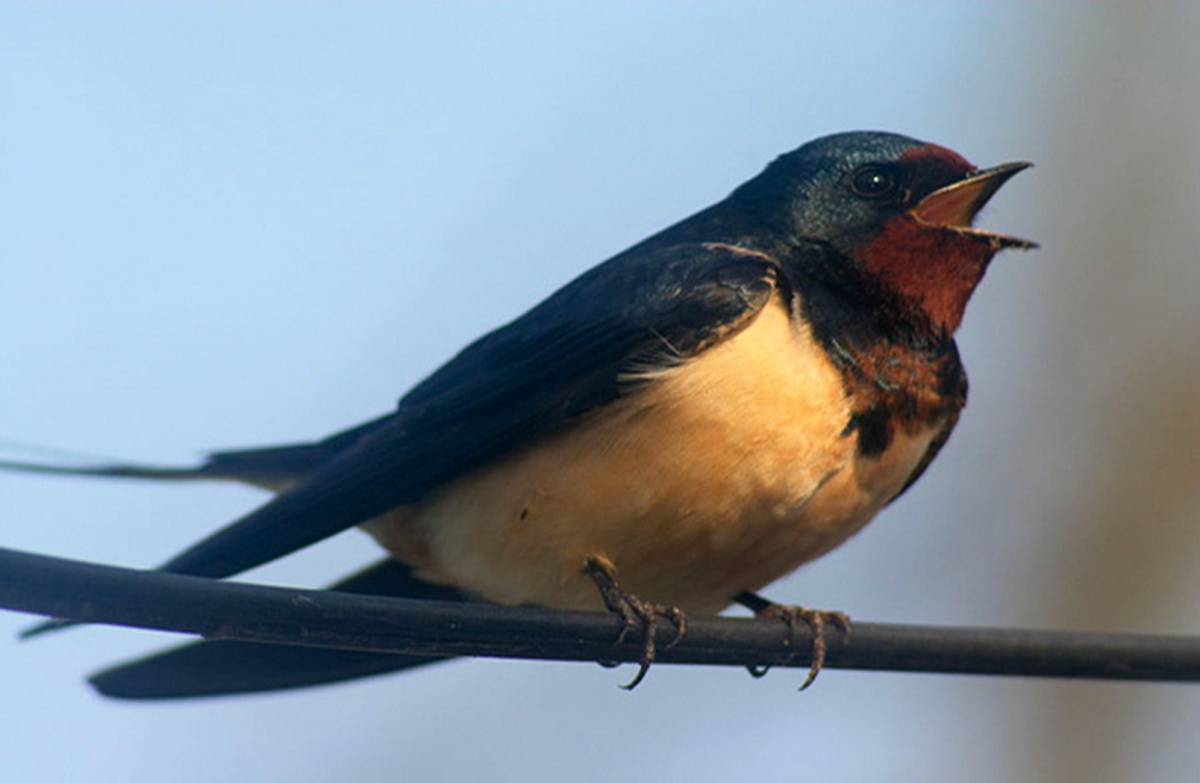 Как выглядит Ласточка