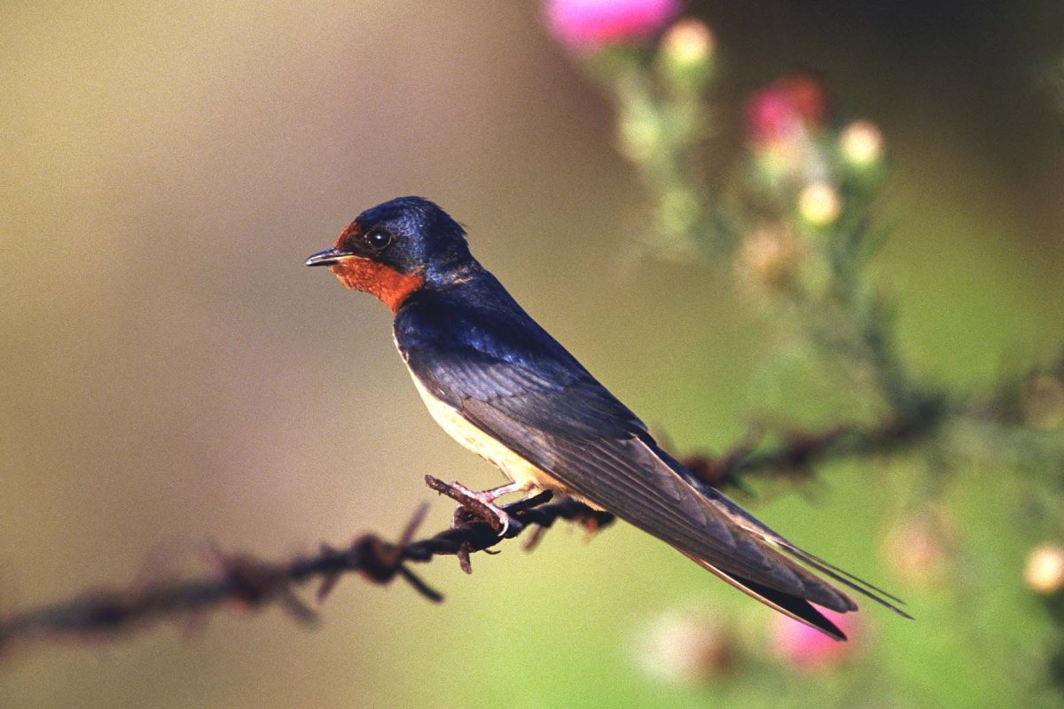 Ласточка с рыжей грудкой