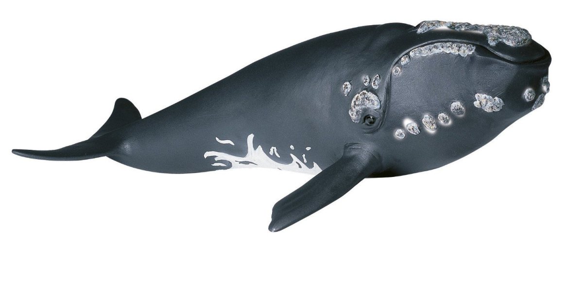 Киты Германус