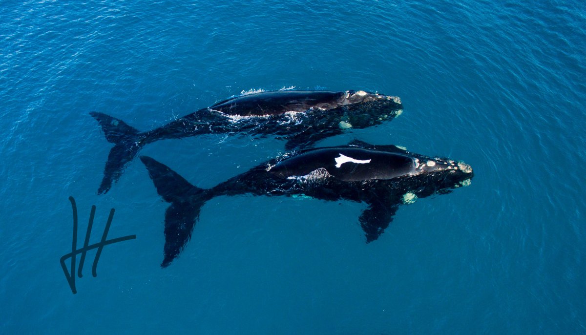 Right Whale