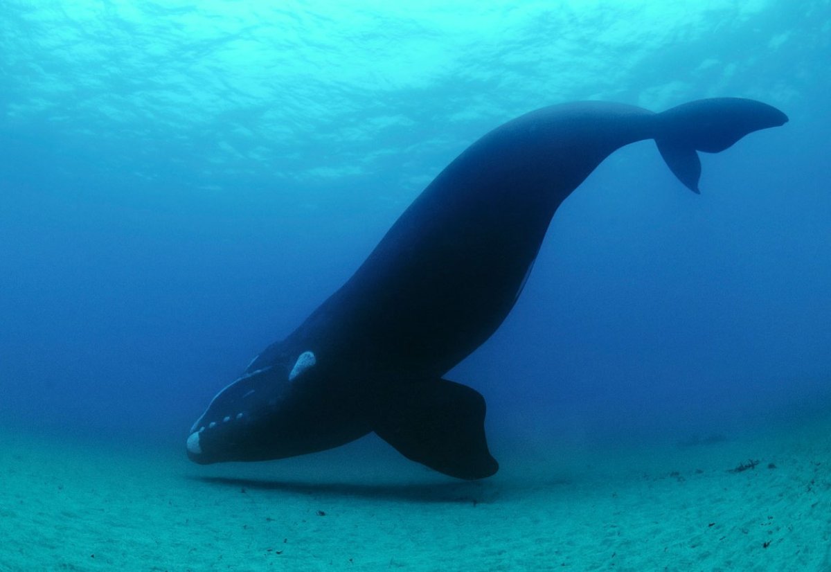 Гренландский кит