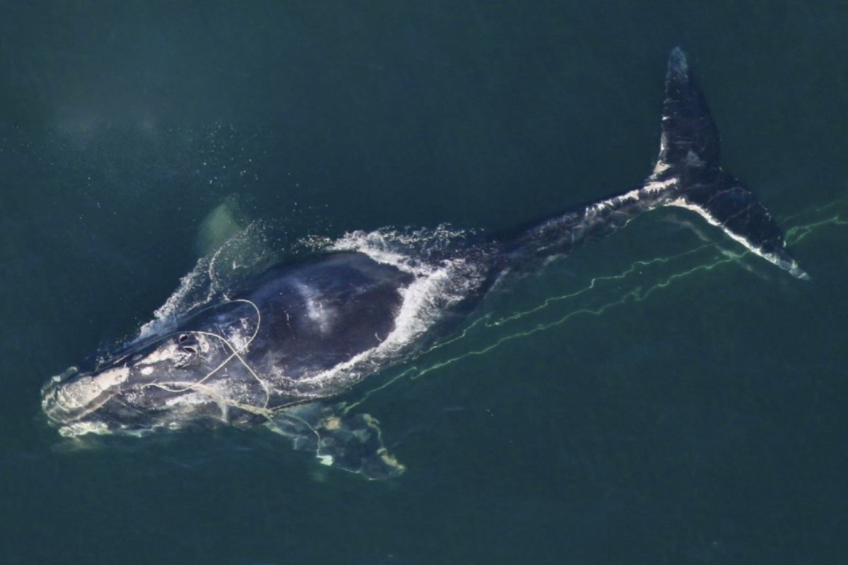 Северный гладкий кит (Eubalaena glacialis)