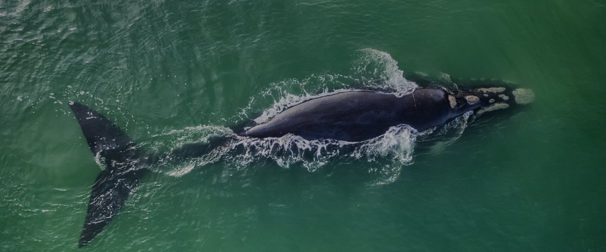 North Atlantic right Whale