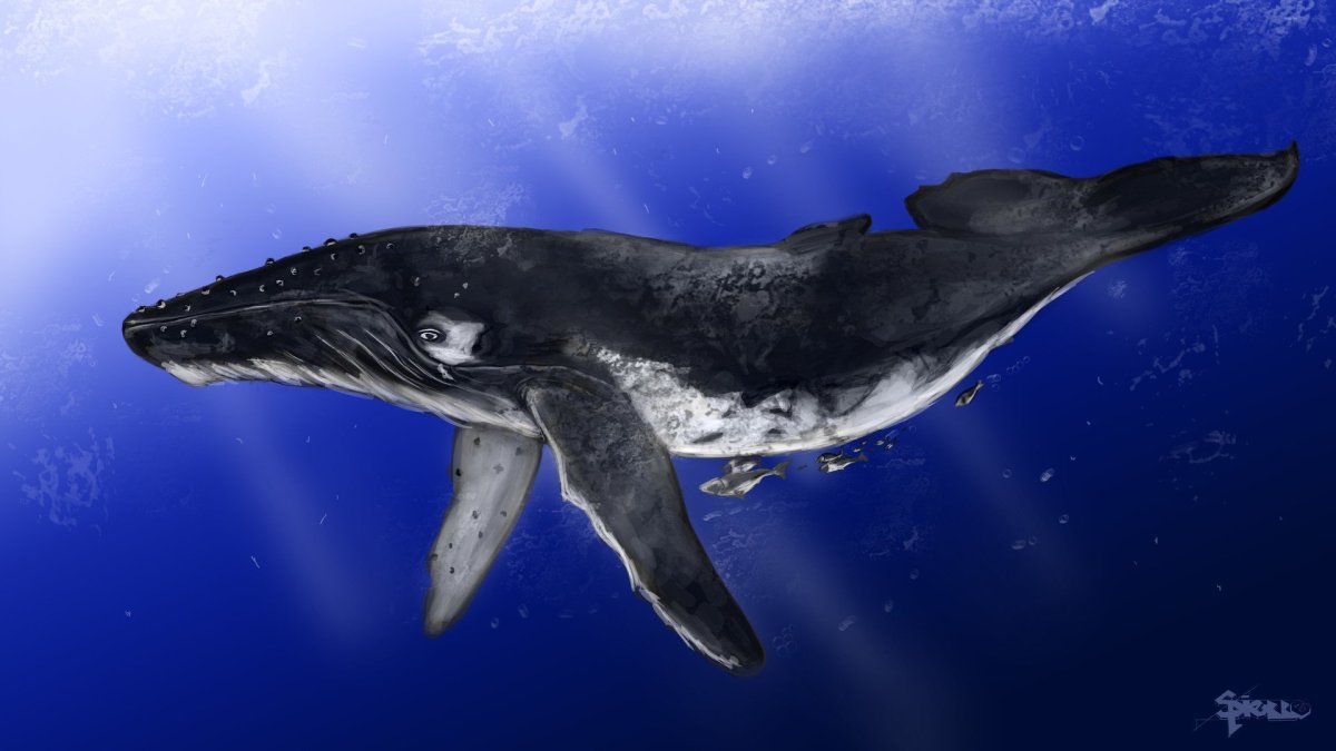 Кит цитотерия