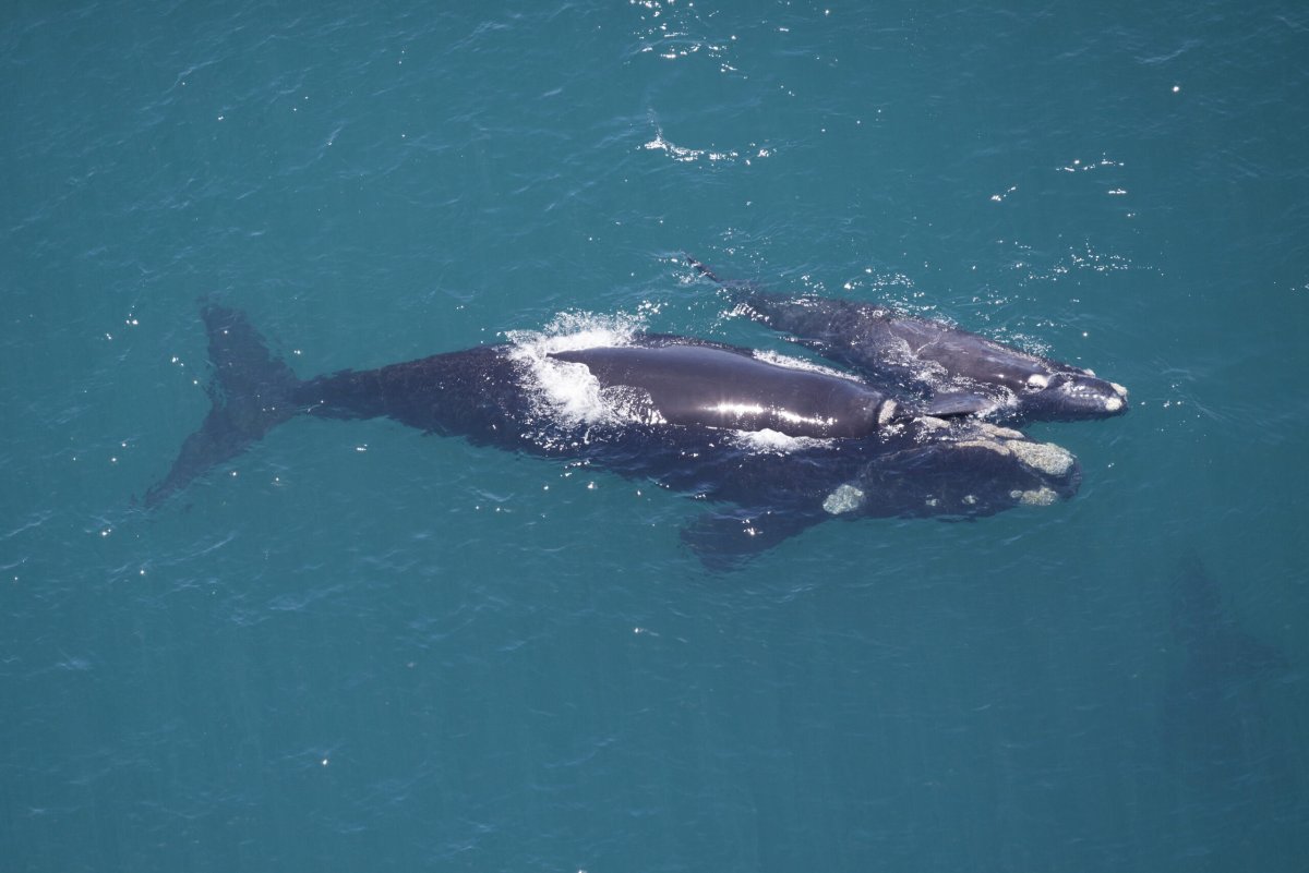 Гладкий кит Пожиратель