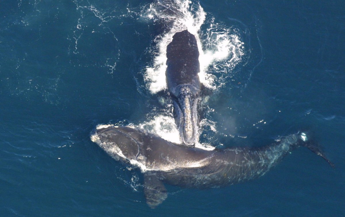 Северный гладкий кит