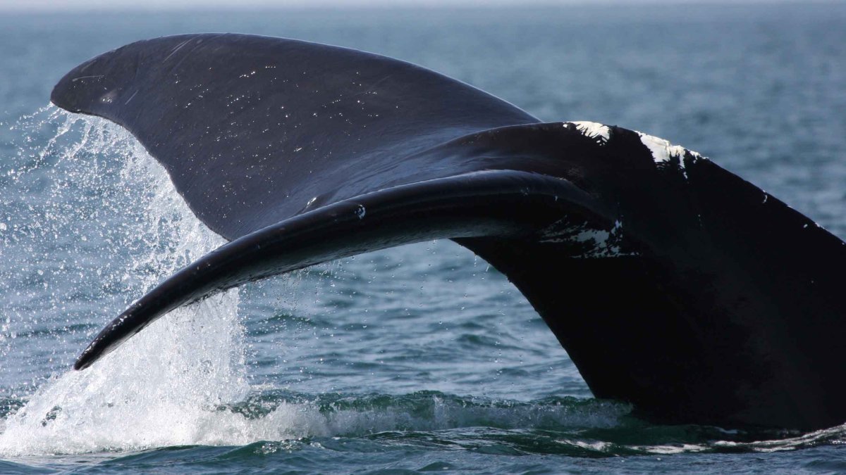 Южный гладкий кит в Северной Патагонии